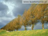 poplars holland