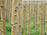 stand of aspens, 