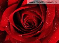 A Red Rose For You, 
