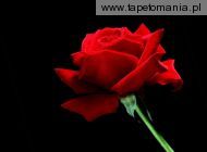 A Single Red Rose, 