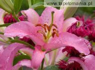 Asiatic Lily, 