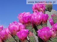 Beavertail Cactus, 
