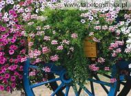 Colorful Flower Cart, 