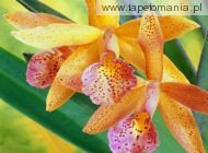 Colorful Orchids, 