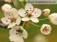 Crabapple Blossoms, 