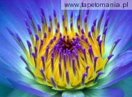 Electric Water Lily, 