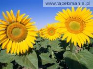 Field of Sunflowers, 