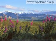 Fireweed and Larkspur, 