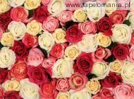 Fragrant Roses, 