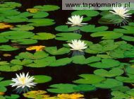Fragrant Waterlily, 