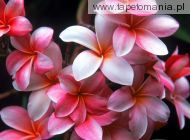 Hawaiian Plumeria
