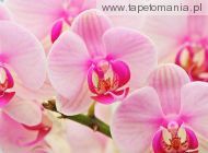 Hybrid Orchids f