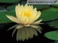 Hybrid Water Lily, 