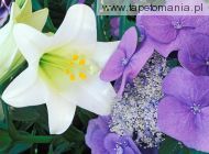 Hydrangea and Easter Lily, 