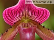 Ladyslipper Orchid, 