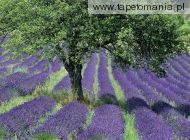 Lavender Field, 