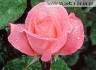 Lovely Rose, 