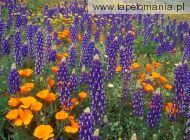 Lupine and Poppies, 