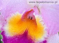 Macro View of an Orchid, 