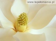 Magnolia Blossom, 