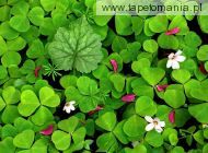 Oxalis in Spring, 
