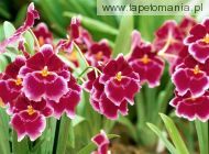 Pansy Orchid, 