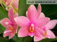 Pink Orchids, 