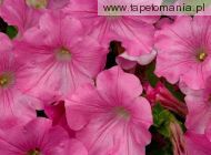 Pink Petunia, 