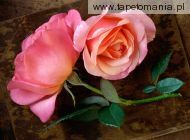 Pink Roses, 
