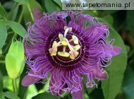Purple Passion Fruit Flower, 