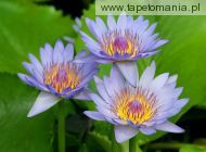 Purple Water Lilies, 