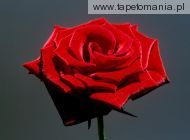 Red Rose, 