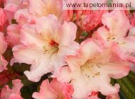 Rhododendron Blossoms, 