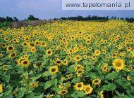 Sunflower Field, 