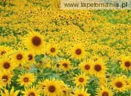 Sunflower Field f, 