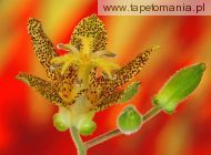 Toad Lily, 
