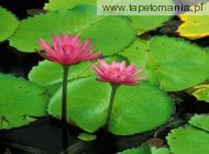 Water Lily, 