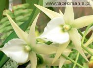 White Orchid, 