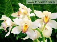 White Orchids f, 