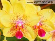 Yellow Orchids, 