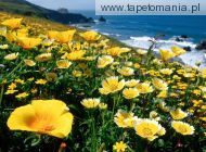 Yellow Poppies, 