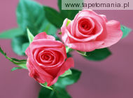 home flower rose