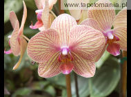 orchid, 