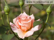 pink rose m