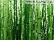 bambusy j, 