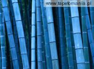 bambusy w nocy