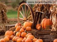 Autumn Harvest, 