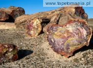 petrified forest national park, 