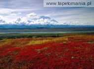 Brilliant Colors of Denali