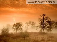 Foggy Meadow Sunrise, 